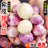 金百粟 云南紫皮独头蒜2026新蒜干大蒜红皮新鲜独蒜蔬菜辛辣味浓 净重4.5斤【实惠囤货】 大果3.0-3.3cm[80%人选择]