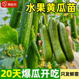 原起点水果黄瓜苗秋冬季小黄瓜南方青瓜旱瓜苗秧四季阳台盆栽蔬菜种子籽 水果小黄瓜苗3棵