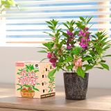 IAM City Farmer凤仙花 儿童植物观察杯 科学课植物种植小盆栽根系生长观察