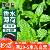 花沃里香水薄荷种子约50粒 蔬菜种子家庭盆栽花种子食用薄荷苗阳台庭院