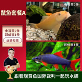 云峰海瑞清洁鱼活体热带鱼观赏鱼水族宠物工具鱼垃圾鱼老鼠鱼鱼缸除藻 鼠鱼套餐A 共3条