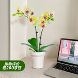 爱优尚蝴蝶兰带花苞盆栽秋冬兰花苗年宵花四季花卉植物黄双室内源头直发