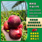 嫣蓝大油桃树苗嫁接桃树苗南方北方种植苗油桃苗1-2公分粗1棵源头直发