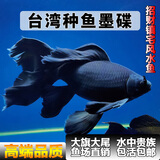 台湾贵妃纯种短身球体蝴蝶鲤鱼墨碟火红长尾观赏鱼冷水观赏鱼苗 黑色镇宅招财10-12厘米3条