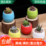 萌肉居多肉植物套装塑料石丸盆绿植盆栽5个肉+5个塑料石丸盆+土源头直发