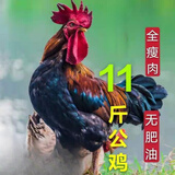 诺斯食美散养两年老公鸡 农村大公鸡现杀鲜鸡肉土鸡新鲜 毛重-11斤 散养大公鸡