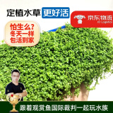 云峰海瑞 鱼缸造景真活体水草草坪水草种子鱼缸草缸造景水族箱装饰前景水草 迷你矮珍珠盒（长方盒）1盒