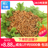 【面包虫-活体】鱼食鱼粮守宫仓鼠饲料黄粉虫金龙鱼石蛙饲料龟粮 【精选面包虫】500条+麦麸+镊子 【成虫】2-3cm