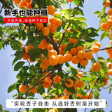 花翁杏树果苗盆栽嫁接早熟金太阳庭院 杏树（50-80cm高）源头直发