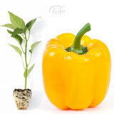寿禾 彩椒苗灯笼椒青椒菜椒种苗方椒秋冬季蔬菜苗种苗寿光菜种苗 (黄甜椒）黄椒苗 6棵