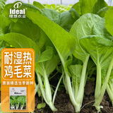 ldeal理想农业 鸡毛菜种子夏季耐热速生小白菜籽阳台盆栽易种蔬菜种子