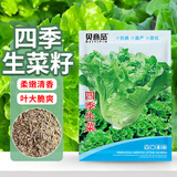 贝意品生菜种籽清脆爽口四季种子阳台盆栽菜园沙拉蔬菜籽种子菜籽大全