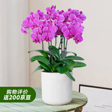 爱优尚蝴蝶兰带花苞盆栽秋冬兰花苗年宵花四季花卉植物紫圆室内源头直发