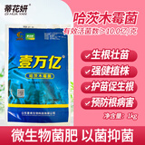 蒂花妍哈茨木霉菌微生物菌剂抗重茬防死棵根腐病生根抑制土传病害水溶肥