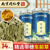 仁景全南京同仁堂 车前草【买1送1】泡茶新鲜干货车轮菜牛舌草中整株草无杂质