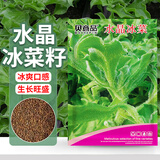 贝意品水晶冰菜种籽阳台蔬菜种子大全四季盆栽冰草苗秧秋冬种植青菜种孑