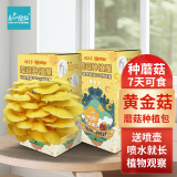 IAM City Farmer黄金菇 蘑菇种植包可食用菌种新鲜蘑菇套装水培植物蘑菇包