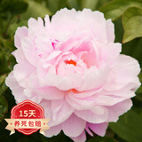 欧悟 芍药根块 带芽芍药种根重瓣芍药花苗牡丹苗盆栽绿植花卉室内植物 粉芍