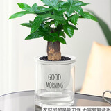 萌肉居发财树盆栽花卉绿植水培土培观赏植物/发财树+早安盆源头直发
