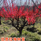 墨耘苍腊梅树苗红梅树苗地栽红梅花树腊梅绿梅树状耐寒庭院花卉绿化植物 红梅树 4公分粗【花园】【1米-1.3米】