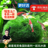 云峰海瑞 鱼缸造景真活体水草草坪水草种子鱼缸草缸造景水族箱装饰前景水草 绿藻球（观赏虾蟹喜欢的天然食物）