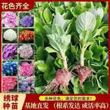 云南绣球花苗基地直销阳台庭院无尽夏八仙花盆栽地栽耐寒原土发货 随机花苗10颗【颜色可指定】 不含盆