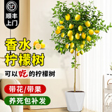 临雅香水柠檬树苗盆栽可结果树苗可食用大型绿植室内客厅四季好养植物 柠檬树1.2-1.4米+白色菱形盆