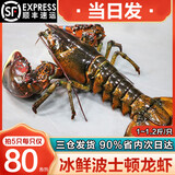 海泽鲜 鲜活波士顿龙虾 澳洲大龙虾冰鲜活冻波龙大虾 1斤 -1.2斤/只--活冻波龙