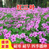 绿达进口三叶草种子白三叶红三叶草籽四季常青护坡绿化庭院野花组合籽 红三叶草种子净籽1斤抗旱抗寒
