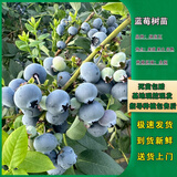 嫣蓝果树苗蓝莓苗水果苗当年结果盆栽地栽奥尼尔5年苗1棵源头直发