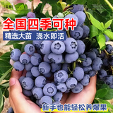 花翁果树苗盆栽耐寒南北方种植 精品蓝莓/绿宝石50-60cm高源头直发