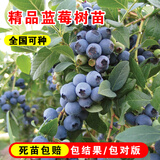 嫣蓝果树苗蓝莓苗水果苗当年结果盆栽地栽兔眼5年苗1棵源头直发
