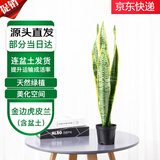 萌肉居长虎皮兰金边大型植物花卉盆栽虎尾兰/长脚虎皮兰原盆源头直发