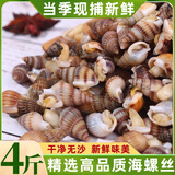 海瓜子熟冻海螺丝鲜冷冻海瓜子熟冻海锥海钉特大海捕海螺丝顺丰 【小号4斤】特价冲量 精挑细选