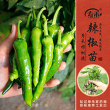 寿禾 辣椒苗各种椒苗寿光菜苗苗子朝天椒树苗带土发货秋冬山东蔬菜苗 寿禾樟树港辣椒苗 6棵