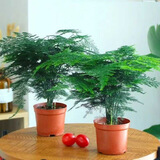 佰花锦新中式文竹桌面盆栽绿植办公室客厅盆景茶台卧室好养绿植花卉植物 精品文竹基地原盆原土X2 20-30cm
