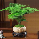 佰花锦新中式文竹桌面盆栽绿植办公室客厅盆景茶台卧室好养绿植花卉植物 【送圆底座】文竹+陶瓷莲花盆+苔藓铺面 20-30cm