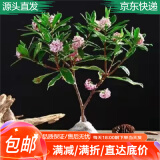 萌肉居金边瑞香观花植物盆栽庭院阳台/金边瑞香原盆土+备用盆源头直发