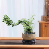 佰花锦六月雪盆景悬崖茶桌禅意室内窗台小绿植物办公室茶几摆件桌面盆栽 【送圆底座】六月雪+陶瓷莲花盆+黑沙铺面 10-20cm