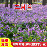 绿达进口三叶草种子白三叶红三叶草籽四季常青护坡绿化庭院野花组合籽 二月兰种子1斤