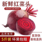 新鲜现拔的甜菜根甜菜头有机纯天然泡菜紫菜头天津正宗甜菜根榨汁 3斤中果