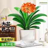 花翁君子兰盆栽招财旺宅桌面盆景办公室绿植室内客厅中式禅意源头直发