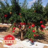 欧悟石榴树树苗 嫁接突尼斯软籽无籽石榴树苗 庭院阳台盆栽地栽果树苗 大红袍6年苗结果多 70cm(含)-150cm(含)