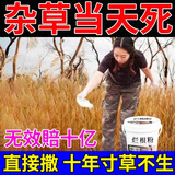 除草剂烂根除杂草一扫光三年不长草除竹子大树烂根强力除草专用 1桶【除草神器】500g