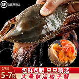 渔吻【鲜活】青岛梭子蟹活螃蟹海蟹礼盒飞蟹梭子蟹花蟹白蟹 鲜活精品大蟹2斤（5-7只/斤）