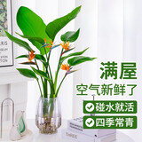 种花迷水培天堂鸟盆栽花卉植物室内客厅绿植面鹤望兰吸甲醛四季好养活 精品水培天堂鸟40-50厘米2棵【不含瓶】
