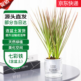萌肉居七彩铁树千年木盆栽三色龙血树花卉植物七彩铁早安盆源头直发
