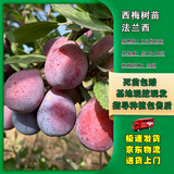 嫣蓝西梅果树苗南北方盆地栽嫁接苗当年结果法兰西2公分粗1棵源头直发