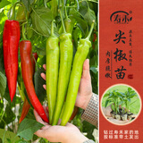 寿禾 蔬菜苗活苗带土发货大全菜苗夏秋各种秧苗山东寿光苗种子阳台 尖椒苗 6棵