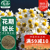 寿禾 花种子雏菊四季种植开花菊花种籽 潍育黄莺洋(甘)干菊种子2000粒